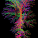 A 3D image of one ammonite’s suture structure was used to make the physical models.